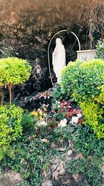 High angle view of plants