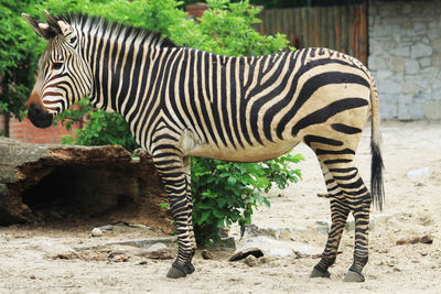 Zebra standing in zoo