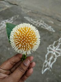 Close-up of cropped hand holding plant