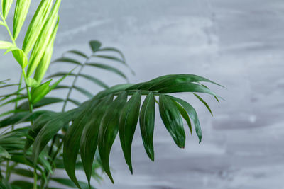 Close-up of palm leaves