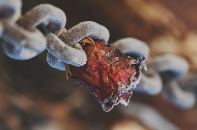 Close-up of snow on leaf during winter
