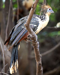 Close-up of bird perching on branch