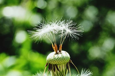 Close-up of dandelion on plant