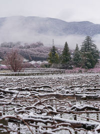 Grape vines in the japanese spring after a sudden and rare snowstorm.