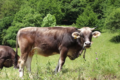 Cows standing in a field