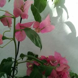 Close-up of pink flowers