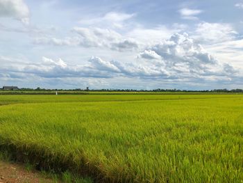 Scenic view of agricultural field against sky