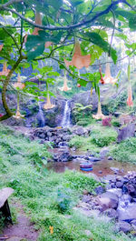 Water flowing through rocks in forest