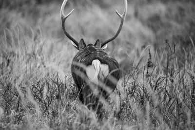 View of deer on field