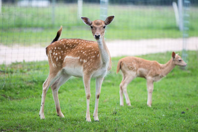 Deer standing in a field