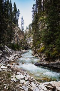 Stream flowing through rocks in forest