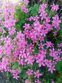 Close-up of pink flowering plants