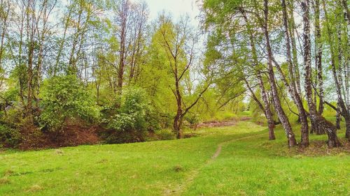 Trees in forest