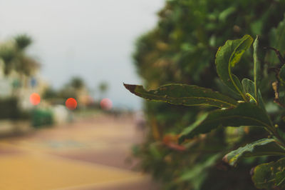 Close-up of fresh green plant against sky