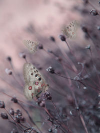 Close-up of butterflies on plants