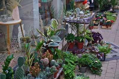 Potted plants at market stall