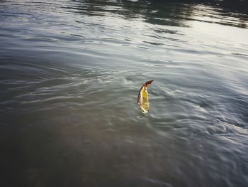 High angle view of duck swimming in lake