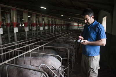 Salamanca, spain, pig farmer examining iberian pigs with a pda in a factory farm