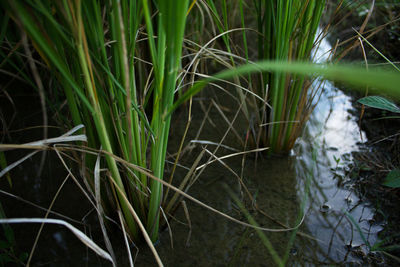 Close-up of plants growing in lake