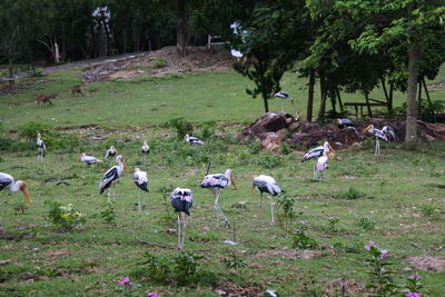 Flock of birds on field