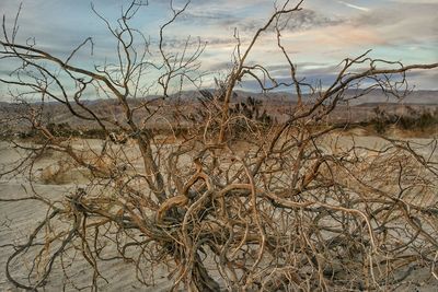 Close-up of plants against sky