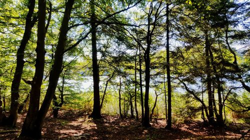 Trees in forest