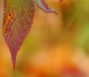 Detail shot of orange leaf