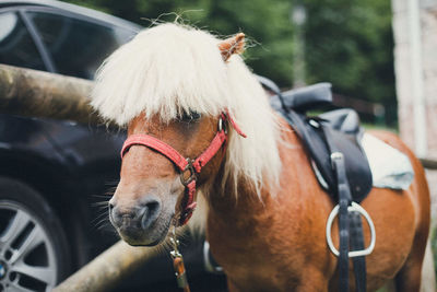 Close-up of a horse