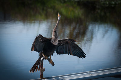 Bird with spread wings perching against lake