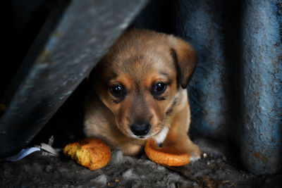 Close-up portrait of puppy