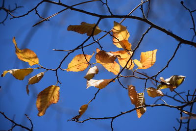 Low angle view of bare tree against sky