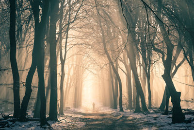 Sunlight streaming through trees in forest during winter