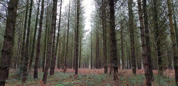 Panoramic view of trees in forest