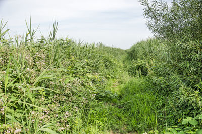 Plants growing on field against sky