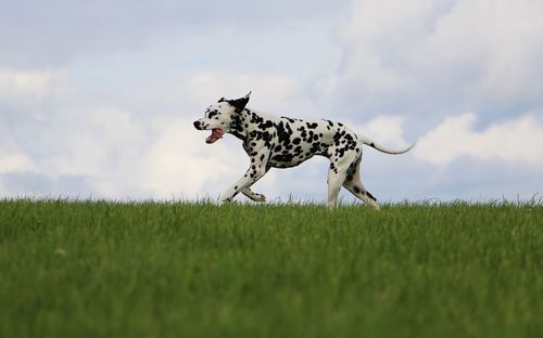 View of a dog running on field