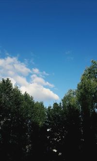 Low angle view of trees against sky