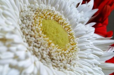 Close-up of white flowers