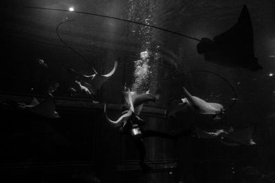 Close-up of fish swimming in aquarium