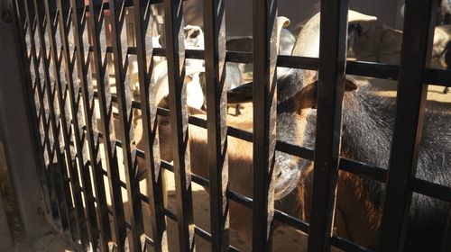 View of an animal seen through metal fence