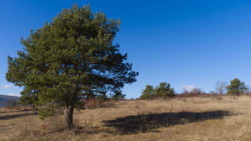 Trees on field against clear blue sky