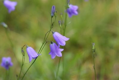 Close-up of purple flowers blooming in field