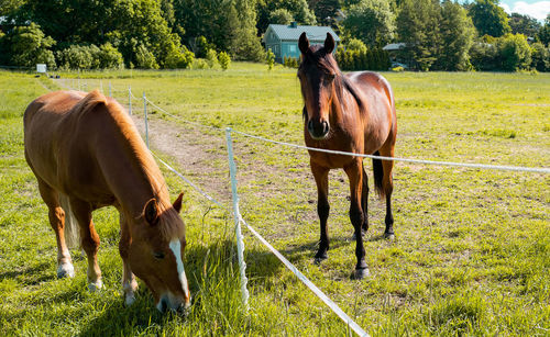 Horse standing on field