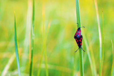 Close-up of ladybug on grass