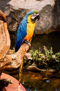 Close-up of parrot perching on rock