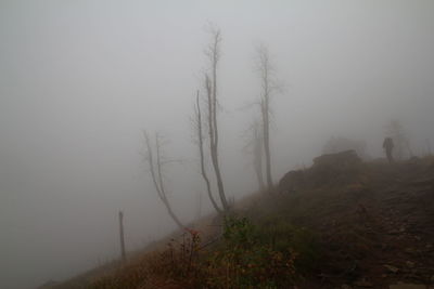 Trees on landscape against sky during foggy weather