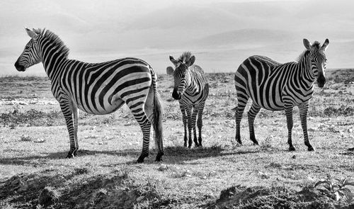 Zebras standing in a field