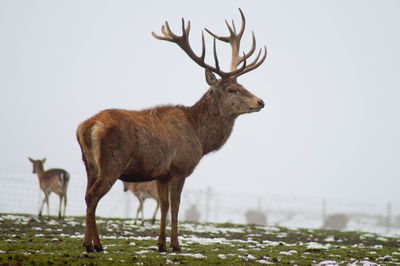 Side view of stag standing on field during winter
