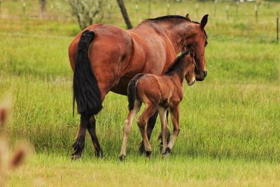 Horse with foal on grassy field