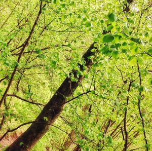 Low angle view of trees