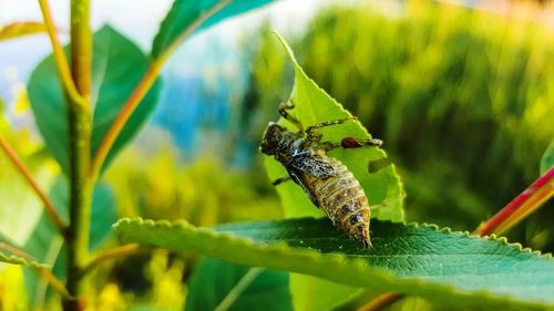 Close-up of insect on plant